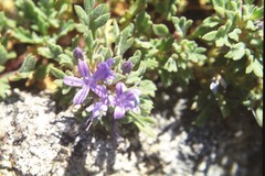Collomia debilis trifida