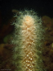 Veretillidae