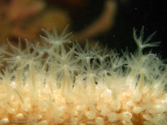 Veretillidae