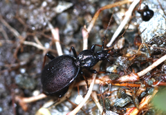 Cychrus attenuatus