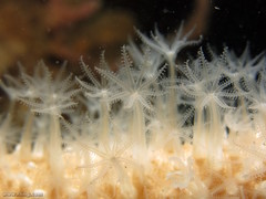 Veretillidae