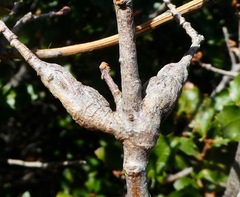 Andricus chrysolepidicola