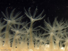 Veretillidae