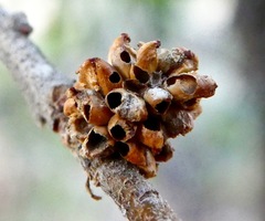 Callirhytis serricornis