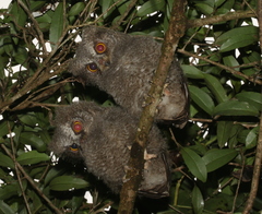 Otus rutilus rutilus