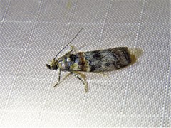 Dioryctria pygmaeella