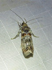 Dioryctria pygmaeella