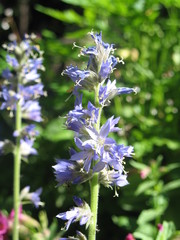 Polemonium occidentale