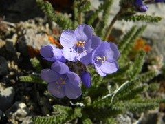 Polemonium viscosum