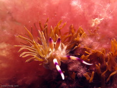 Pteraeolidia ianthina