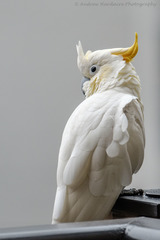 Cacatua sulphurea