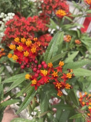 Asclepias curassavica
