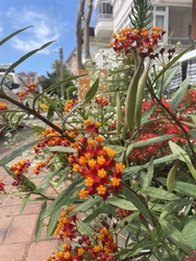 Asclepias curassavica