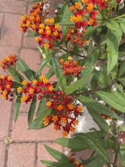 Asclepias curassavica