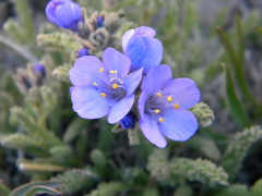 Polemonium viscosum