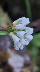 Arabis ciliata