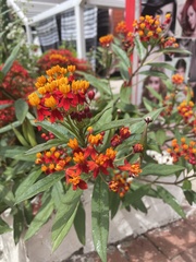 Asclepias curassavica