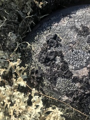 Umbilicaria hyperborea