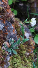 Arabis ciliata