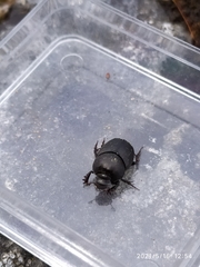 Onthophagus verticicornis