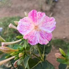Mirabilis jalapa