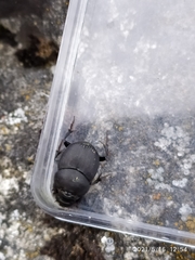 Onthophagus verticicornis