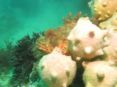 Pyura spinifera