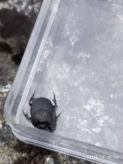 Onthophagus verticicornis