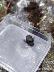 Onthophagus verticicornis