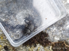 Onthophagus verticicornis
