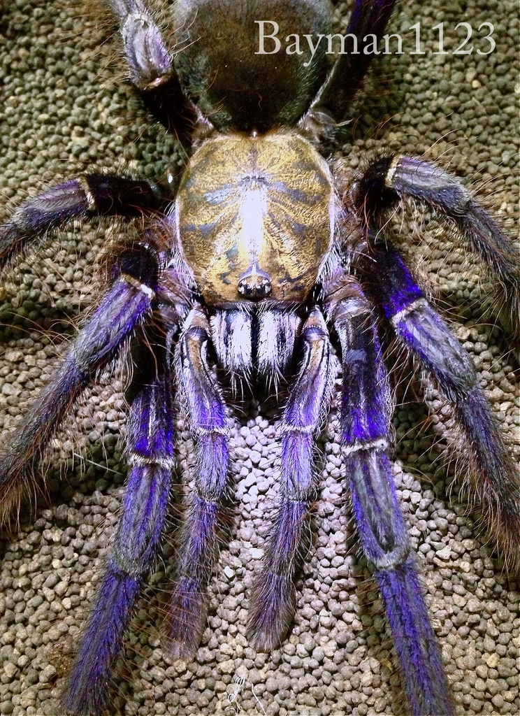 Singapore Blue Tarantula (Omothymus violaceopes) · iNaturalist