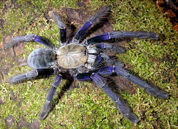 Singapore Blue Tarantula (Omothymus violaceopes) · iNaturalist