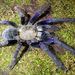Singapore Blue Tarantula - Photo (c) Mothore, some rights reserved (CC BY)