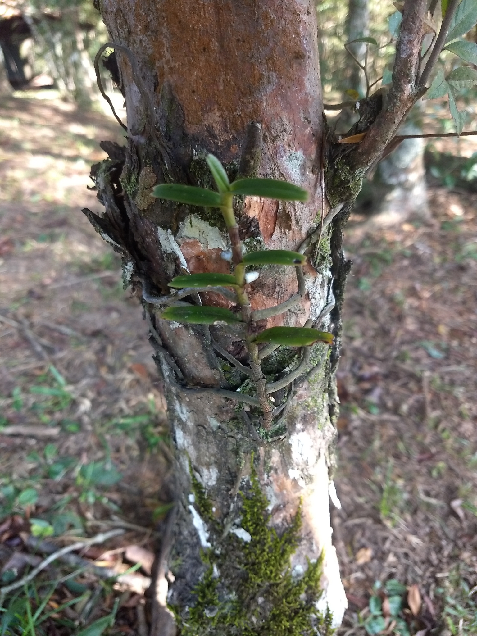 Imagem de Orquídea-de-cheiro