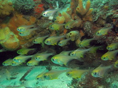 Pempheris affinis