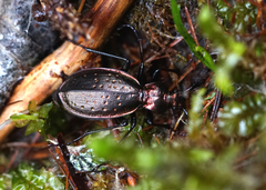 Carabus depressus
