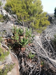 Aloiampelos commixta