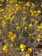 Psilostrophe cooperi