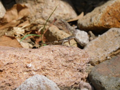 Sceloporus variabilis