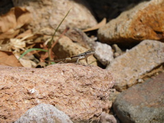 Sceloporus variabilis