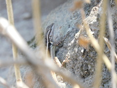 Sceloporus variabilis