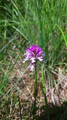 Neotinea tridentata