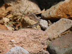 Sceloporus variabilis