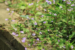 Mazus stachydifolius