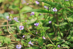 Mazus stachydifolius