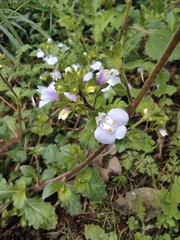 Mazus stachydifolius