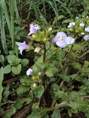 Mazus stachydifolius