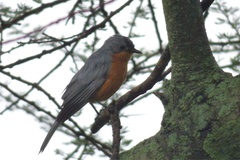 Melaenornis semipartitus