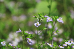 Mazus stachydifolius