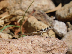 Sceloporus variabilis